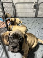 Bullmastiff Puppies for sale in Douglas, WY 82633, USA. price: NA