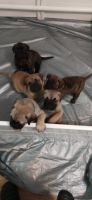 Bullmastiff Puppies for sale in Sterling Heights, MI 48310, USA. price: NA
