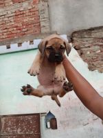 Bullmastiff Puppies for sale in Jalalabad, Uttar Pradesh 247772, India. price: 15000 INR