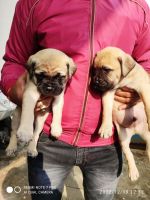 Bullmastiff Puppies for sale in Partapur, Meerut, Uttar Pradesh, India. price: 15000 INR
