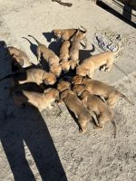 Bullmastiff Puppies for sale in Fayetteville, NC, USA. price: NA