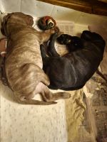 Bullmastiff Puppies for sale in Parma, MI 49269, USA. price: NA