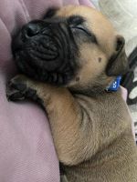 Bullmastiff Puppies for sale in Pinckney, MI 48169, USA. price: NA