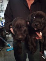 Bullmastiff Puppies for sale in Pacolet, SC 29372, USA. price: NA