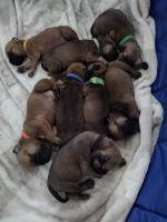 Bullmastiff Puppies for sale in Springfield, MA, USA. price: $2,000