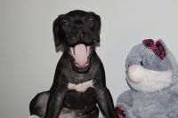 Bullmastiff Puppies for sale in Chicago, IL, USA. price: $800