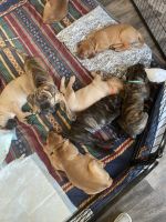Bullmastiff Puppies for sale in Souris, North Dakota. price: $800