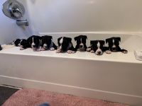 Bullmastiff Puppies for sale in Marshall, Minnesota. price: $400