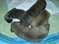Bullmastiff Puppies for sale in East Berlin, PA 17316, USA. price: NA