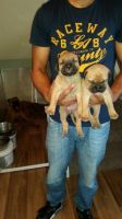 Bullmastiff Puppies for sale in Denver County, CO, USA. price: NA
