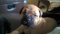 Bullmastiff Puppies for sale in Columbus, OH, USA. price: NA