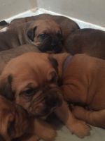 Bullmastiff Puppies for sale in Montgomery, AL, USA. price: NA