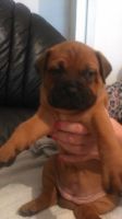 Bullmastiff Puppies for sale in Maryland City, MD, USA. price: NA
