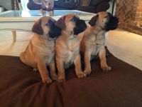 Bullmastiff Puppies for sale in Waco, TX, USA. price: NA