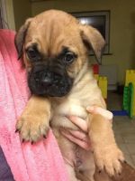 Bullmastiff Puppies for sale in Los Angeles County, CA, USA. price: NA