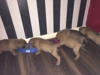 Bullmastiff Puppies for sale in Los Angeles County, CA, USA. price: NA