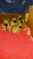 Bullmastiff Puppies for sale in Washington, DC, USA. price: NA