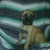 Bullmastiff Puppies for sale in Campus Drive, Stanford, CA 94305, USA. price: NA