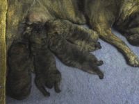 Bullmastiff Puppies for sale in Dallas, TX, USA. price: NA
