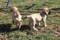 Bullmastiff Puppies for sale in Rancho Cucamonga, CA 91737, USA. price: NA