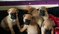 Bullmastiff Puppies for sale in Dublin, OH, USA. price: NA