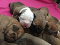 Bullmastiff Puppies for sale in Portland, ME, USA. price: NA