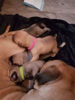 Bullmastiff Puppies for sale in Los Angeles, CA 90012, USA. price: NA