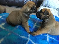 Bullmastiff Puppies for sale in Kentucky Dam, Gilbertsville, KY 42044, USA. price: NA