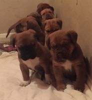 Bullmastiff Puppies for sale in Houston, TX, USA. price: NA