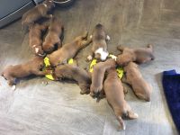Bullmastiff Puppies for sale in Anchorage, AK, USA. price: NA