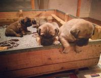 Bullmastiff Puppies for sale in Lincoln, CA, USA. price: NA
