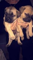 Bullmastiff Puppies for sale in Crestwood, KY 40014, USA. price: NA