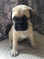 Bullmastiff Puppies for sale in Los Angeles, CA 90001, USA. price: NA
