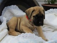Bullmastiff Puppies for sale in Georgetown, KY 40324, USA. price: NA