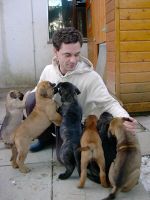 Bullmastiff Puppies for sale in Allen St, New York, NY 10002, USA. price: NA