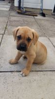 Bullmastiff Puppies for sale in Chicago Heights, IL, USA. price: NA