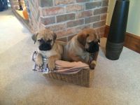 Bullmastiff Puppies for sale in New York, NY, USA. price: NA