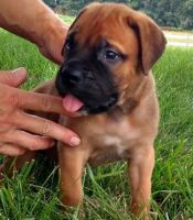 Bullmastiff Puppies for sale in New Orleans St, Houston, TX, USA. price: NA