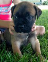 Bullmastiff Puppies for sale in New Orleans St, Houston, TX, USA. price: NA