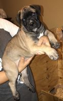 Bullmastiff Puppies for sale in Lewisville, TX, USA. price: NA
