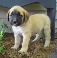 Bullmastiff Puppies for sale in Texas City, TX, USA. price: NA