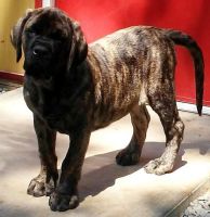 Bullmastiff Puppies for sale in Texas City, TX, USA. price: NA