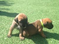 Bullmastiff Puppies for sale in Indianapolis, IN, USA. price: NA