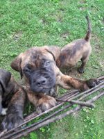Bullmastiff Puppies for sale in Springfield, OH, USA. price: NA