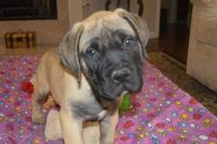 Bullmastiff Puppies for sale in Los Angeles, CA, USA. price: NA