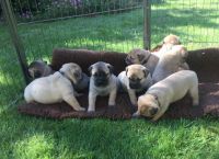 Bullmastiff Puppies for sale in Chicago, IL, USA. price: NA