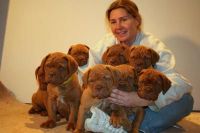 Bullmastiff Puppies for sale in Indianapolis International Airport, Indianapolis, IN 46241, USA. price: NA