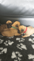 Bullmastiff Puppies for sale in Corpus Christi, TX 78401, USA. price: NA