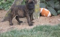Bullmastiff Puppies for sale in Fort Wayne, IN, USA. price: NA