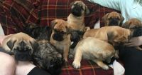 Bullmastiff Puppies for sale in Dayton, OH, USA. price: NA
